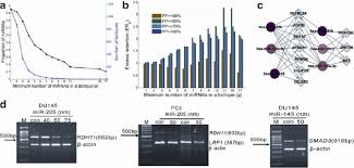 The prostate cancer foundation (pcf) funds the world's most promising research to improve the prevention, detection, and treatment of prostate cancer and ultimately … 4 The Modular Organization Of Mirnas Associated With Prostate Cancer In Download Scientific Diagram