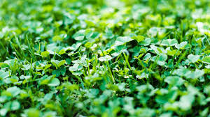 Brushing up against some poison ivy can easily ruin your. 4 Tips To Kill Clover In Your Lawn Naturally Lawnstar