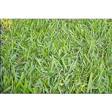 Bahia grass is a native brazilian grass that was imported for use in the u.s. Argentine Bahia Lawn Grass Seed Raw Seed World