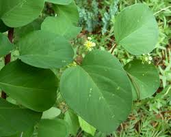 Image result for Helinus spartioides