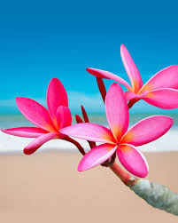 Screenshot And Enjoy Background Forgirl Forboys Wallpapers Free Wallpapers Cat China Chinesecat Chines Pin Live Wallpaper Iphone Plumeria Flowers
