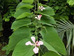 Image result for Bauhinia monandra