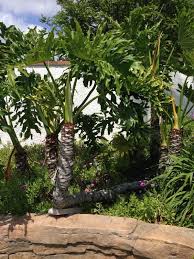 Split Leaf Philodendron Philodendron Bipinnatifidum This Appears To Be A Split Leaf Philodendron A Large Tropical Plant Tropical Plants Plants Philodendron