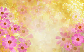 Chrysanthemum chamomile flowers background yellow and pink pattern. Free Download Pink Flowers Picture Beautiful Flowers In Bloom Golden Background 1920x1200 For Your Desktop Mobile Tablet Explore 43 Pink And Gold Floral Wallpaper Pink Wallpaper Pink And Black