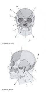 Soup Io News Sports Entertainment Tv Tech Gaming Health Anatomy Bones Skull Anatomy Skeleton Anatomy