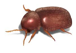 Black Beetle Bug In House How To Get Rid Of Beetles Beetle Prevention Amp Control Beetle Illustration Beetle Black Beetle