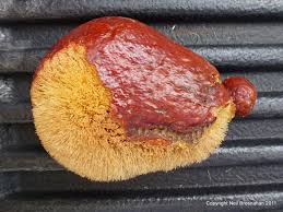 Image result for Hyphaene