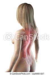 Jordan vanderzalm / eyeem getty images. 3d Rendered Medically Accurate Illustration Of A Females Muscular Back Canstock
