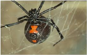 It is the female that has the most venomous bite of the two. Female Black Widow Spider L Mactans Photo Is Courtesy Dr James Download Scientific Diagram