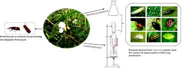 Image result for Tephrosia aequilata