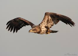 Juvenile plumages often differ from those of adults. A Guide To Aging Bald Eagles And How To Distinguish Immature Bald Eagles From Golden Eagles Feathered Photography