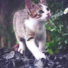 Maybe you would like to learn more about one of these? Veterinarian In South Bound Brook Vet Near You Happy Pets Veterinary Hospital