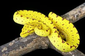Black And Yellow Snake Texas 9 Gorgeous Snake Species Around The World Beautiful Snakes Colorful Snakes Snake