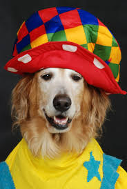 Windy knoll goldens oh susannah a wonderful dark red golden retriever living in vermont. Golden Retriever Clown Golden Retriever Dogs Golden Retriever Dog Love