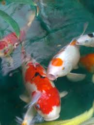 Untuk itu berikut ini kami akan memberikan 17 cara mengenai cara memeliahara ikan koi bagi anda yang ingin mulai untuk memelihara ikan koi di rumah. Cara Memelihara Ikan Koi Nurfitrirahim S Blog