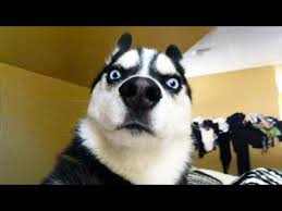 Envoyez une carte postale en ligne humour et autres cartes : Animaux Droles Nous Fera Rire Extremement Dur Funny Dogs Et Cats Compilation Youtube