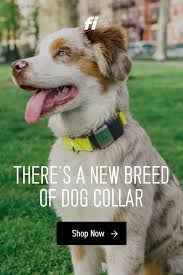 The Smartest Smart Collar Chew Proof Water Proof Even The Ocean And Generally Dog Proof Bluetooth Enabled To Track Your Cute Baby Puppies Dogs Cute Dogs