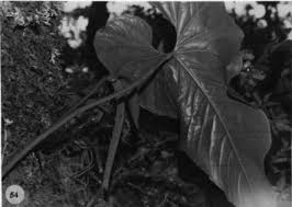 Anthurium concinnatum