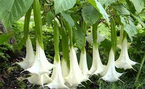 We did not find results for: Be Forewarned About The Datura Inoxia Devil S Trumpet Flower Ways2gogreen Blog