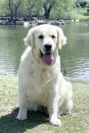 Check spelling or type a new query. Double B Goldens Official Website Double B Goldens White Golden Retrievers