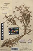 Image result for Cyperus zollingeri