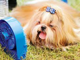 India Is Not The Place For International Breeds Times Of India