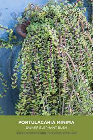 Portulacaria Afra Elephant Bush Succulents And Sunshine Types Of Succulents Types Of Succulents Plants Growing Succulents