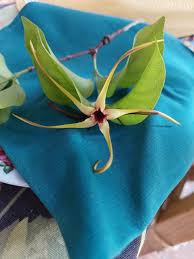 Image result for Strophanthus amboensis