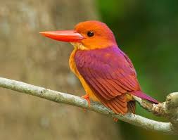 Bird With Big Colorful Beak The Ruddy Kingfisher Halcyon Coromanda Is A Medium Sized Tree Kingfisher Which Is Widely Distributed In East And Southeast Asia Aves Belas Animais Passaros