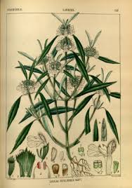 Image result for Leucas