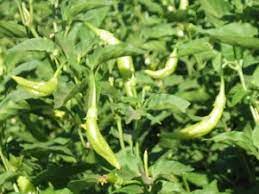 Here's an old italian recipe for canning peppers — a favorite of my husband. Italian Wax Peppers