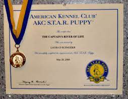 We have been providing quality puppies since 1998. The Akc S Star Puppy Sm Award And Canine Good Citizen R Cgc Title Tests All Dogs Can Take Hubpages