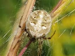 We did not find results for: Louisiana Spiders Pictures And Identification Green Nature
