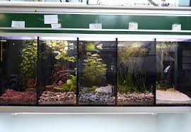 How Betta Fish Are Kept And Sold In Germany This Is The Norm Here Btw Bettafish