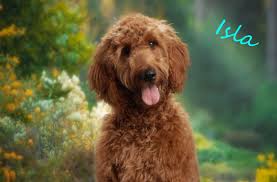 In the last 15 years, poodle mixes, commonly known as doodles, have become a popular choice for many pet parents. Irish Setter Poodle Mix Irish Doodle