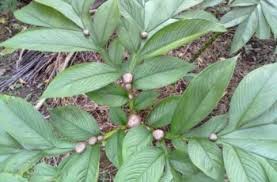 13 hours ago · manfaat porang berikutnya adalah merawat kesehatan kulit. Porang Tanaman Apa Kenapa Pemulung Bisa Jadi Milyarder Setelah Tanam Porang Nutani Growing With Urbanfarming