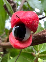 Image result for Sapindaceae