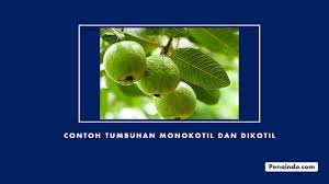 Berikut ini bagan perbedaan antara kedua jenis tumbuhan berdasarkan pada keping bijinya 19 Contoh Tumbuhan Monokotil Dan Dikotil Lengkap