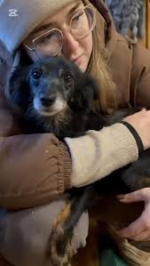 JUKA ❤️❤️❤️, Pod brzuszkiem ma dużego guza. Właściciele planowali pozbyć  się jej ., Zdążyliśmy w ostatniej chwili. Oddali ją bez wahania 😞, Juka  okazała się być cudowną, wpatrzona w człowieka ...