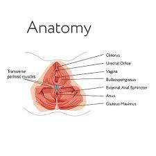 Pelvic Floor Dysfunction Exercises Self Pelvic Massage