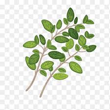 Sindrome de guillain barré fisiopatologia / síndro. Garden Thyme Herb Parsley Leaf Leaf Branch Tomato Png Pngegg