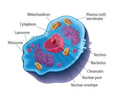 It 's structure is important as it provides structural support and protection of components within it as is is made up of a double membrane layer or it works likes a gatekeeper of pathway so allowing certain or selected molecules to pass through and exit the cell, such as water, nutrients and waste substances. Cell Structure Lc Biology