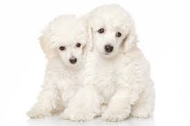 The poodles in this photo gallery all. Poodle Miniature Dog Breed Information American Kennel Club