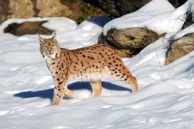 We believe our ecosystem deserves a. Lynx Lynx An Overview Sciencedirect Topics
