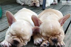 8 week old french bulldog puppies for sale florida, tampa. Puppies For Sale From Poetic French Bulldogs Member Since July 2008