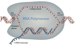 DNA to RNA Transcription
