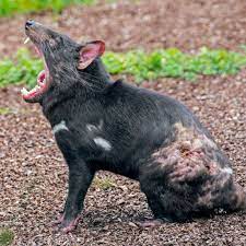 Check spelling or type a new query. Are Tasmanian Devils Dangerous