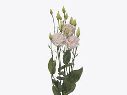 Image result for eustoma Balboa