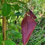 Image result for Dipsacus pinnatifidus