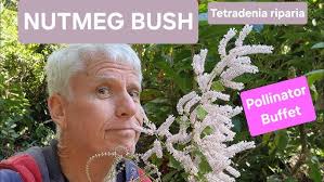 Image result for Tetradenia urticifolia